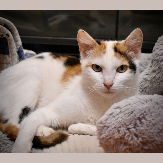 Photo of Willow