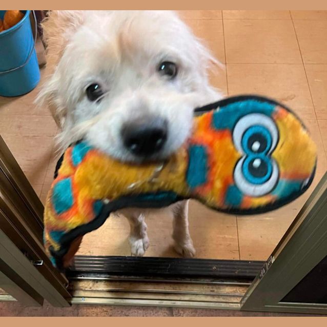 Photo of Bluey