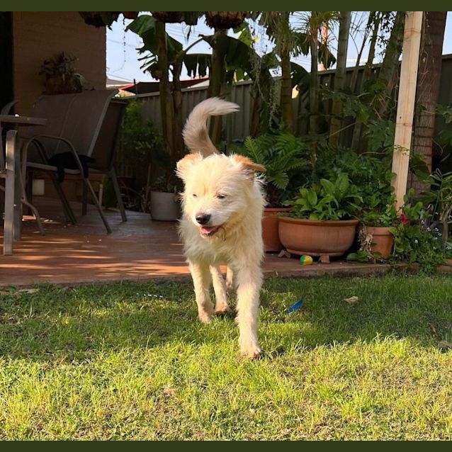 Photo of Bluey