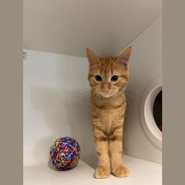 Photo of Basil