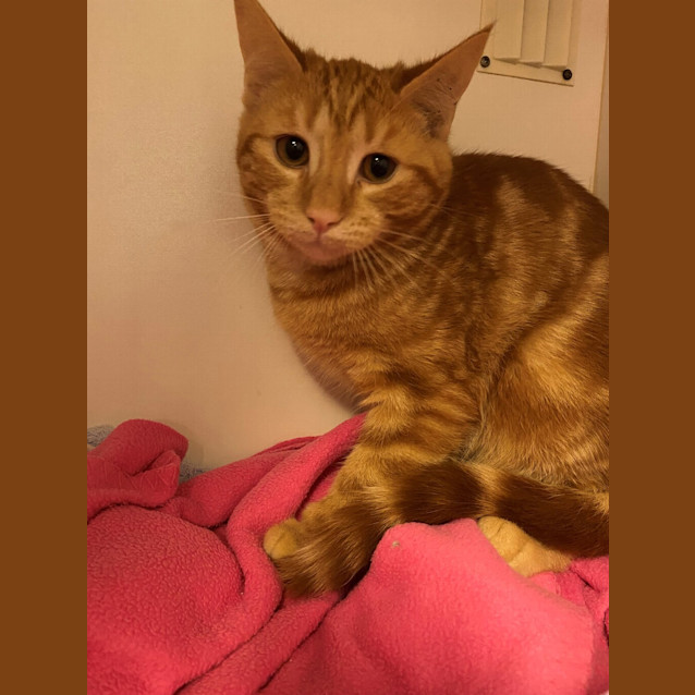 Photo of Benji