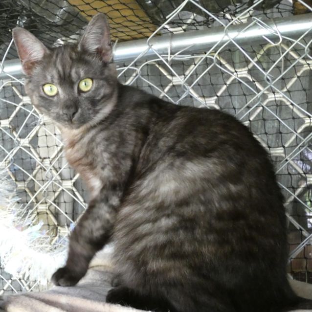 Photo of Soot