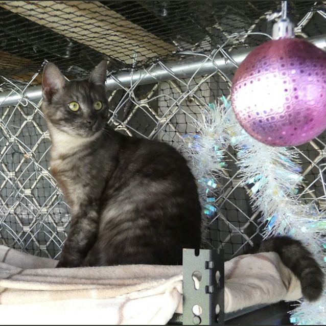 Photo of Soot