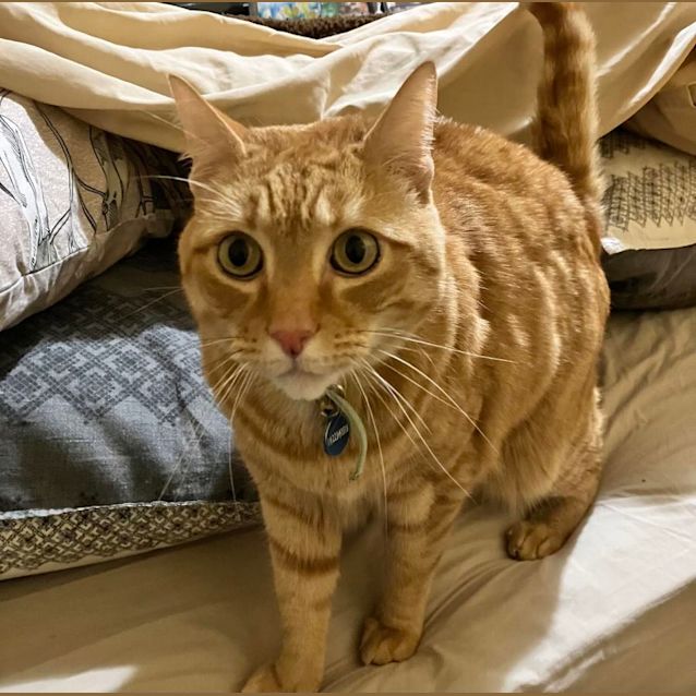 Photo of Boston 🐈‍⬛