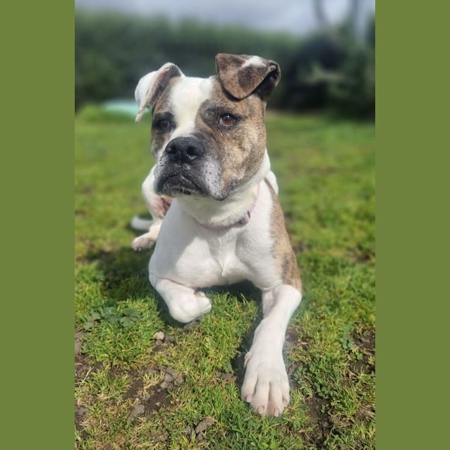 Photo of Lilly (54336)