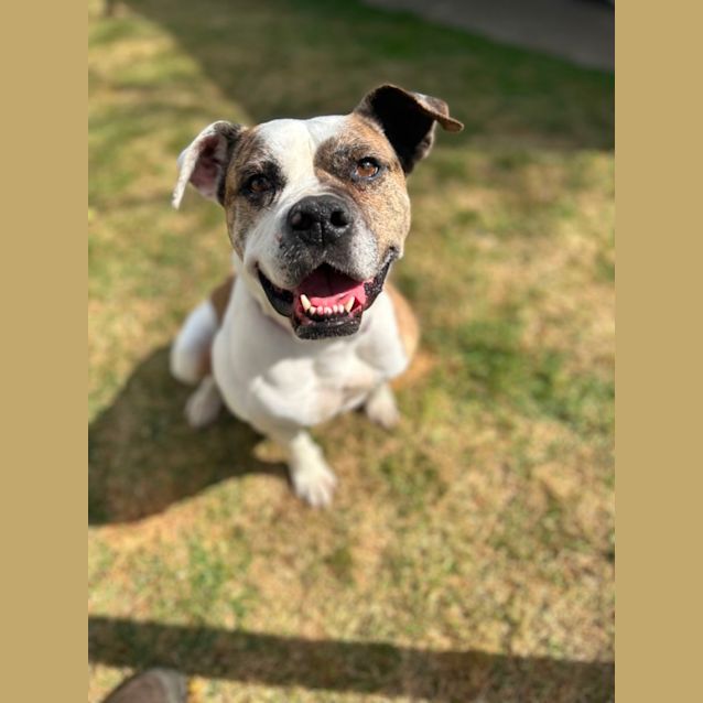 Photo of Lilly (54336)