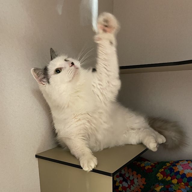 Photo of Wilbur