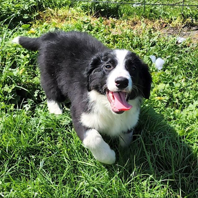 Photo of Flynn