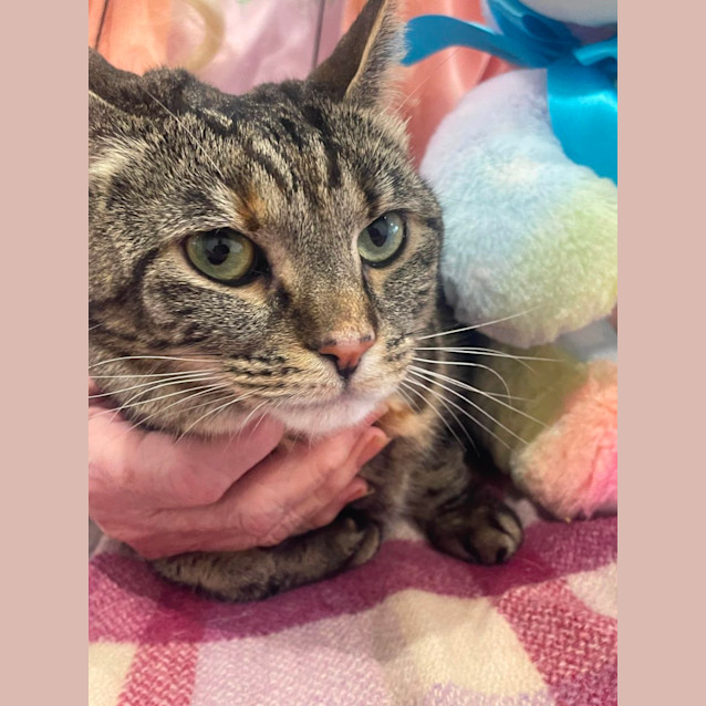 Photo of Nutmeg