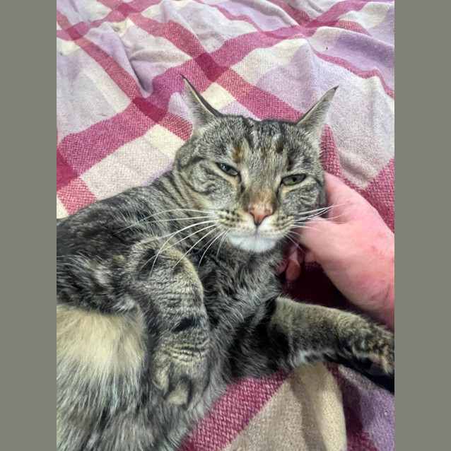 Photo of Nutmeg