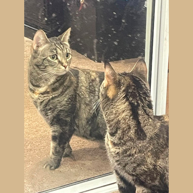 Photo of Nutmeg