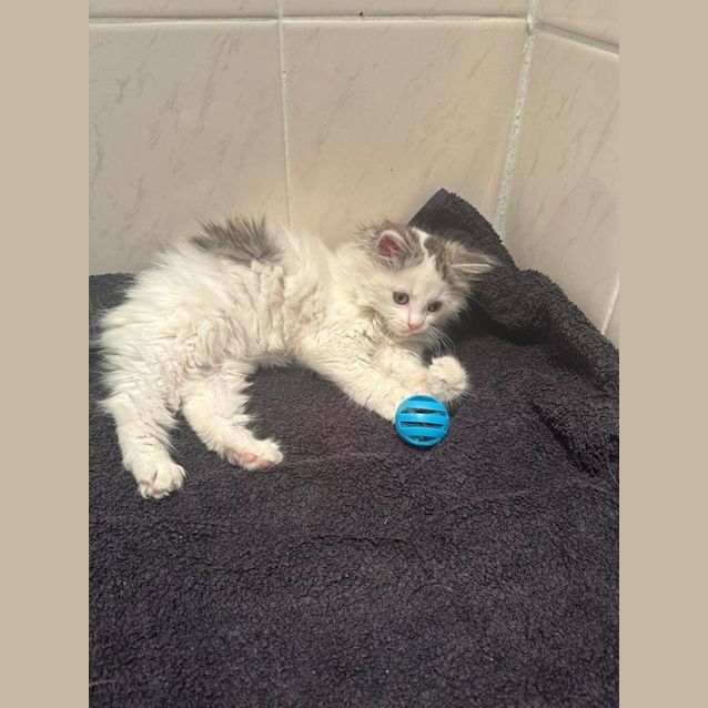 Photo of Willow