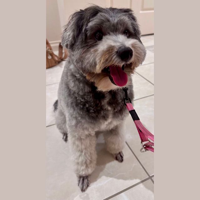 Photo of Tilly   Maltese X Poodle