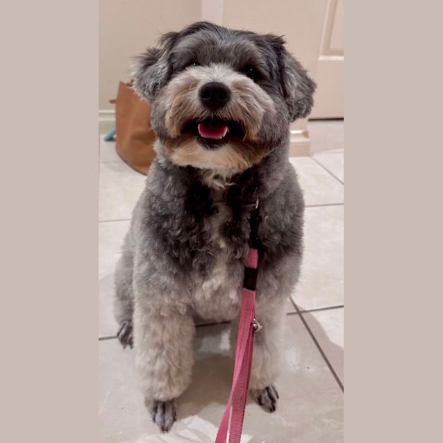 Photo of Tilly   Maltese X Poodle