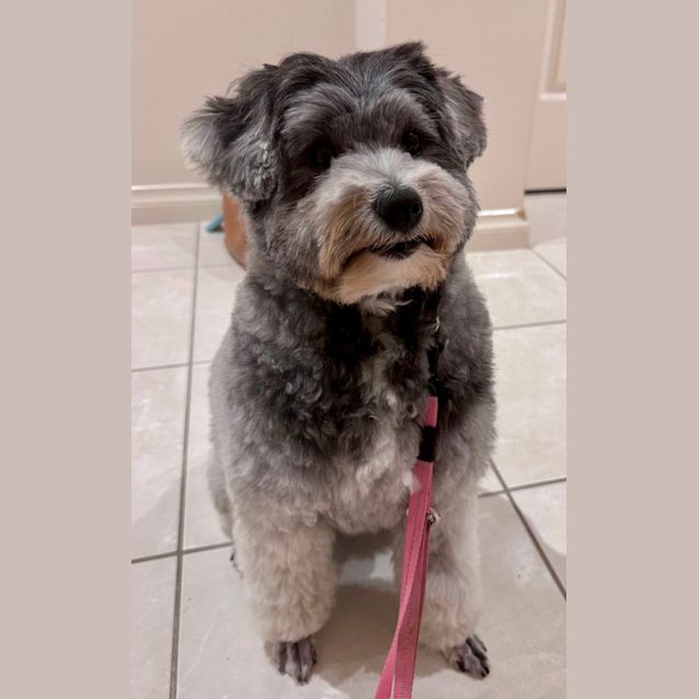 Photo of Tilly   Maltese X Poodle