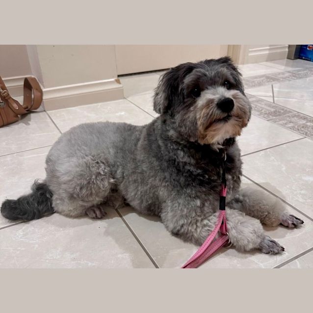 Photo of Tilly   Maltese X Poodle