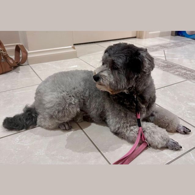 Photo of Tilly   Maltese X Poodle