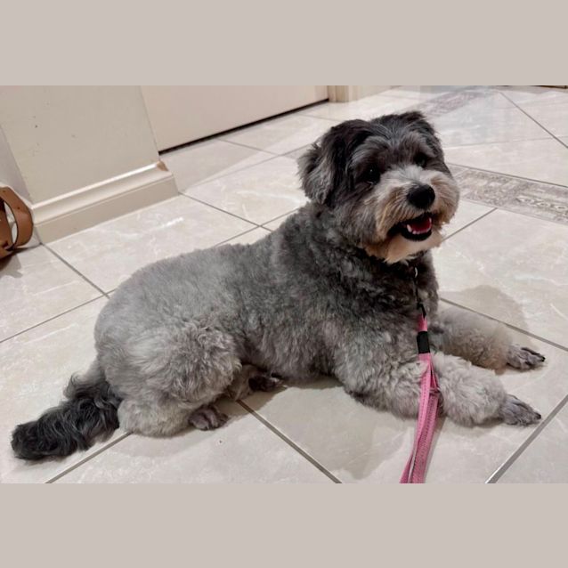 Photo of Tilly   Maltese X Poodle