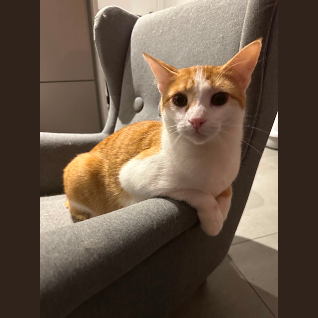 Photo of Ground Control To Snappy Tom