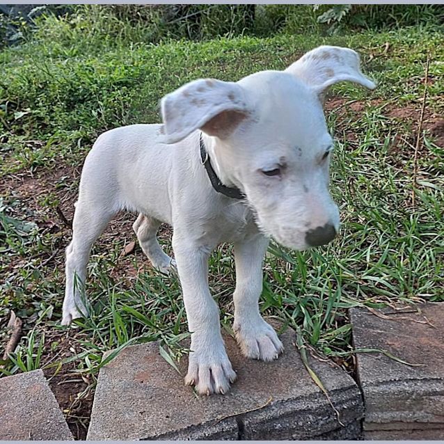 Photo of Peso