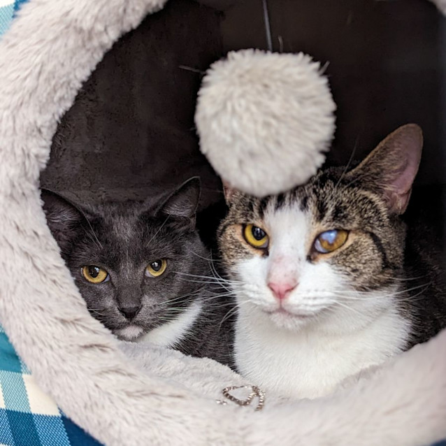 Photo of Luna & Olive