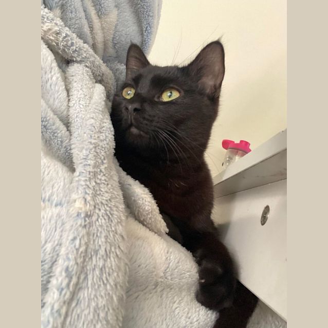 Photo of Dexter   Located In Preston