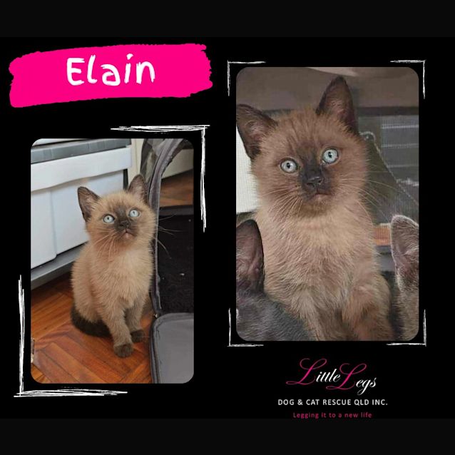 Photo of Elain