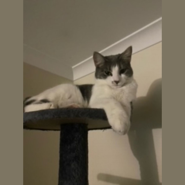 Photo of Boo