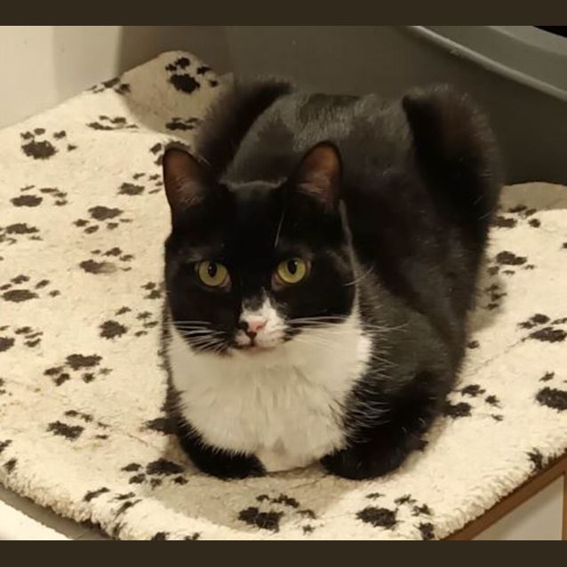 Photo of Cybelle ** 2nd Chance Cat Rescue **