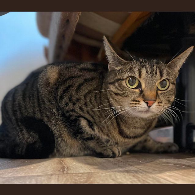 Photo of Bongo ** 2nd Chance Cat Rescue**