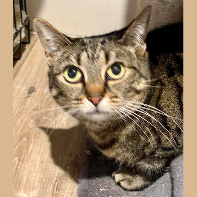 Photo of Bongo ** 2nd Chance Cat Rescue**