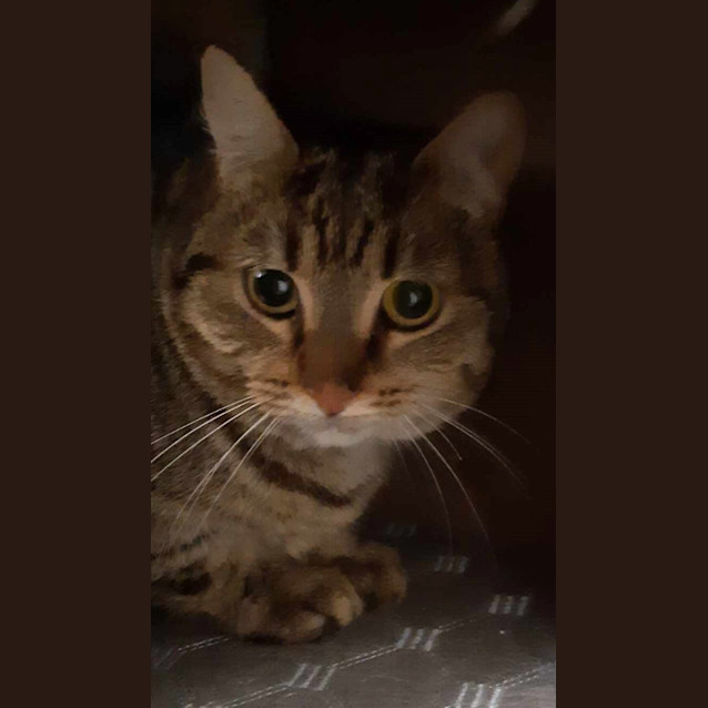 Photo of Nala Now Piper 