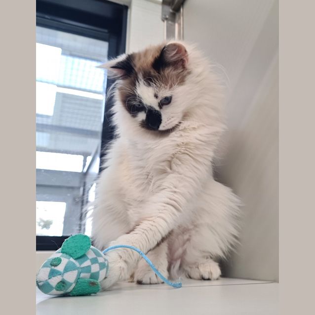 Photo of Lucy 