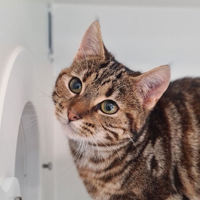 Photo of Gidget