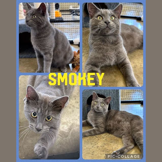 Photo of Smokey