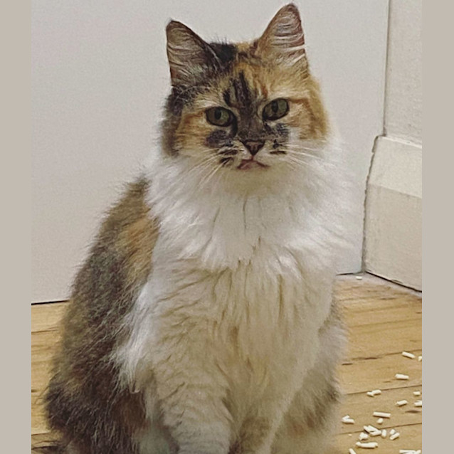 Photo of Velma