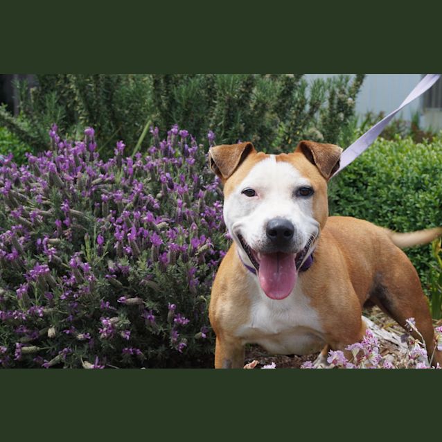 Photo of Spud