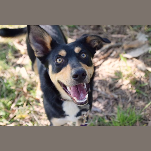 Photo of Rex