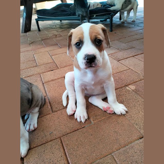 Photo of D891 Chilli