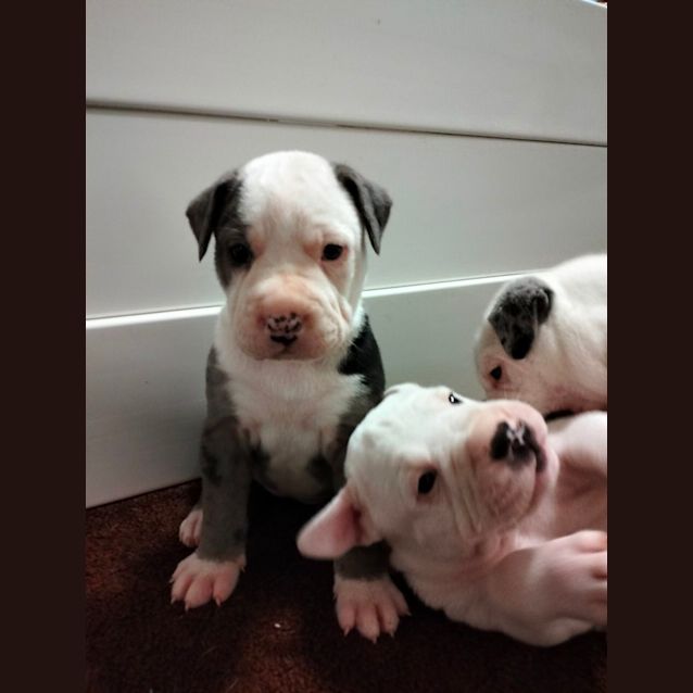 Photo of D894 Frankie