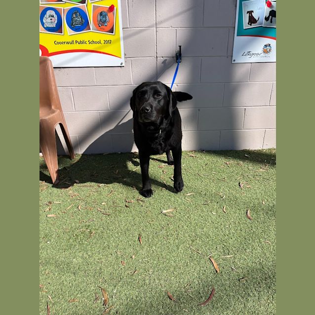 Photo of Coco