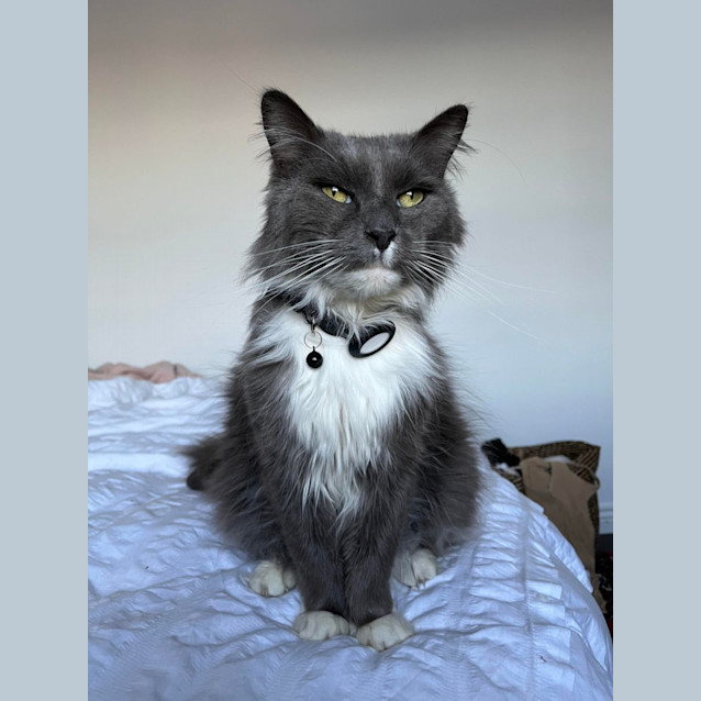 Photo of Milo M *9 Lives Project Rescue*