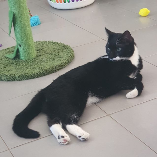 Photo of Tux