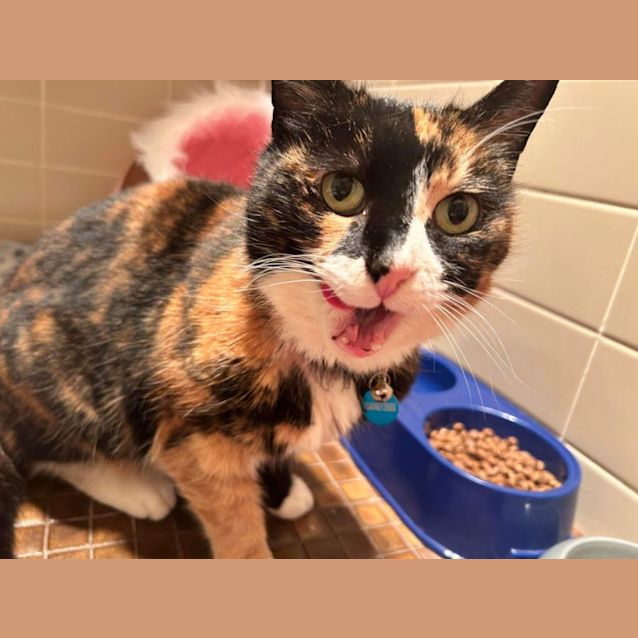 Photo of  Truffles 😍😍