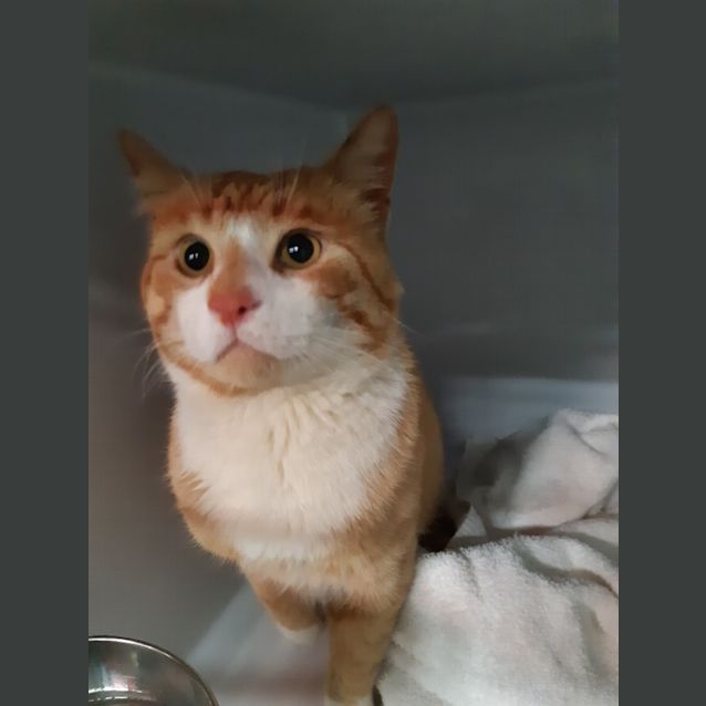 Photo of Garfield