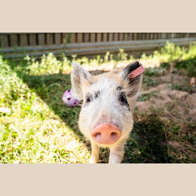 Photo of Pigachu