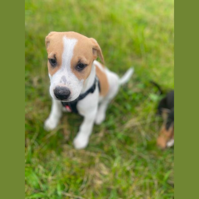 Photo of Camp Dog