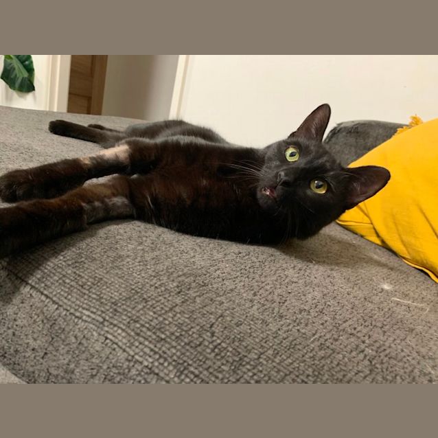 Photo of Toothless 