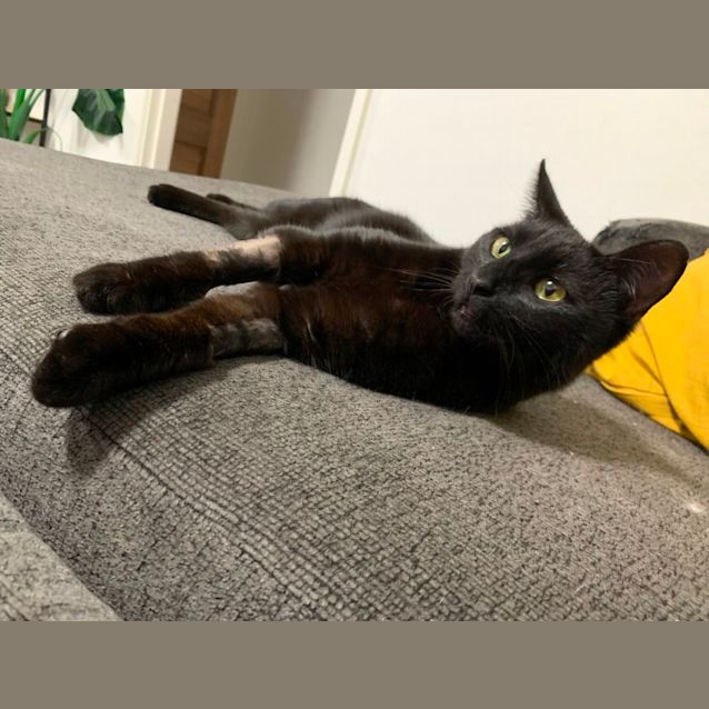 Photo of Toothless 