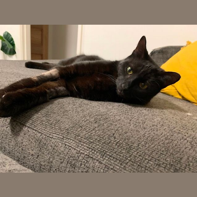 Photo of Toothless 
